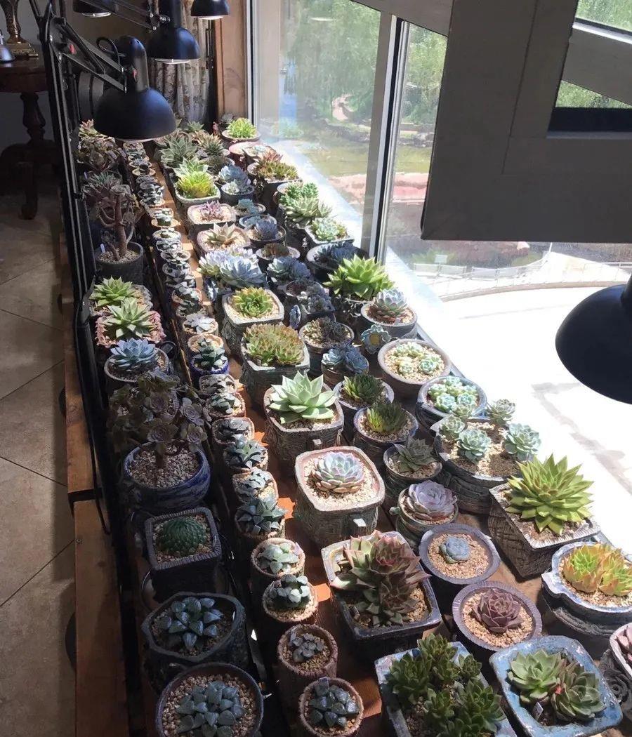 种上阳台|小姑娘说她人生50%的快乐是吃肉，另外50%的快乐是种多肉！