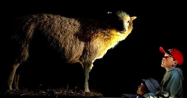 科学家 为啥现在很少提“克隆”了？多莉的一生看见答案，太可怜了