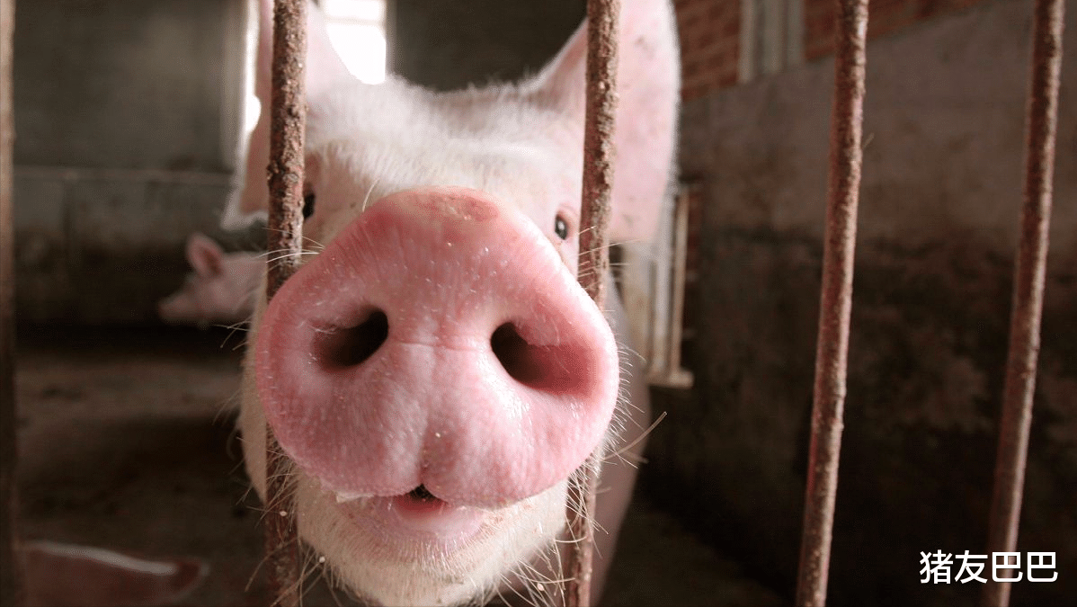 生猪价格 果然！猪价触底上涨了，不过，新的博弈刚开始，警惕2个坏消息！