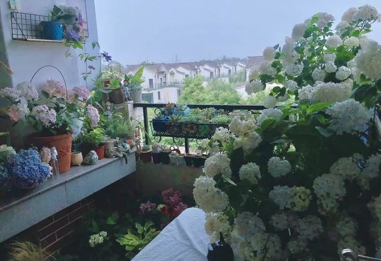 |3㎡的阳台能干嘛？这个宿舍小阳台花园或许会惊艳到你，看看吧！