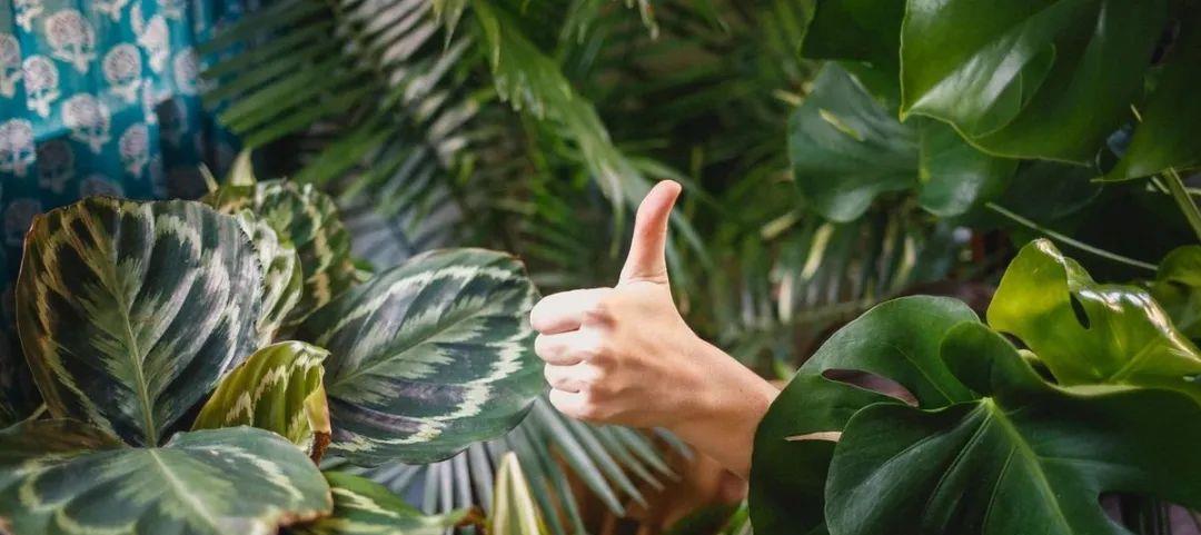 种上阳台|装饰家居摄人心魄的8款大型室内观叶植物，一摆立现“宜家风”！
