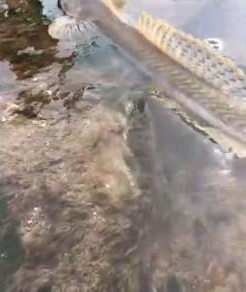 |钓鱼发现形似“龙形生物”