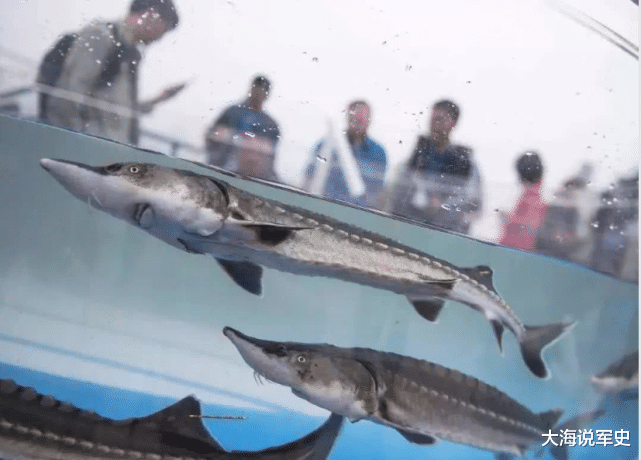 后代 中国又一“国宝”灭绝,没能度过2020,后代只能看标本了