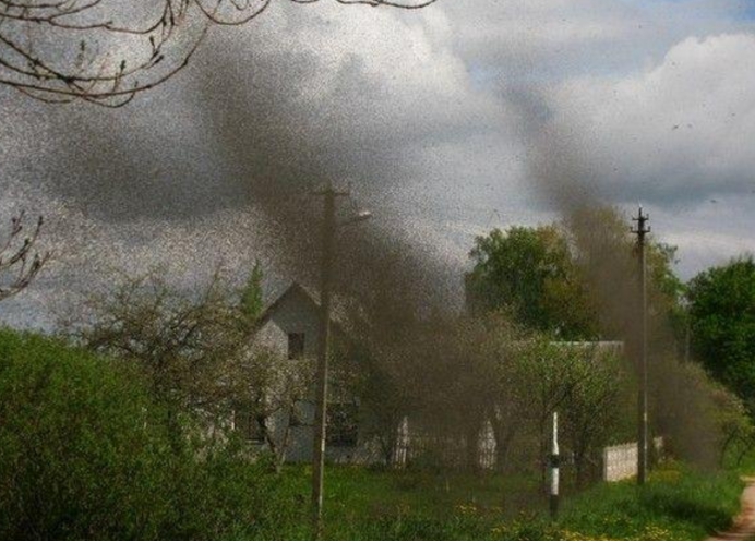 全球变暖 俄罗斯出现“蚊子龙卷风”,场景如科幻片,专家:它们在“群交”