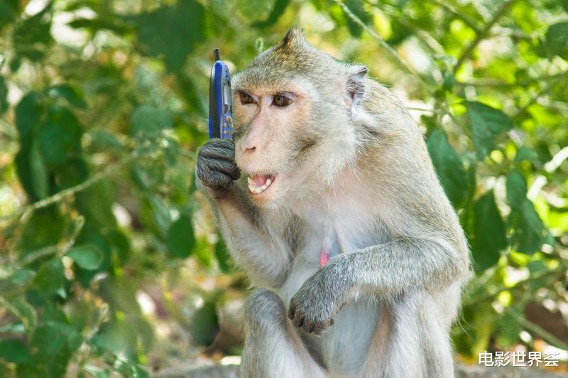 |6月下旬，生肖猴喜事一件接一件，生活一帆风顺事业升职加薪