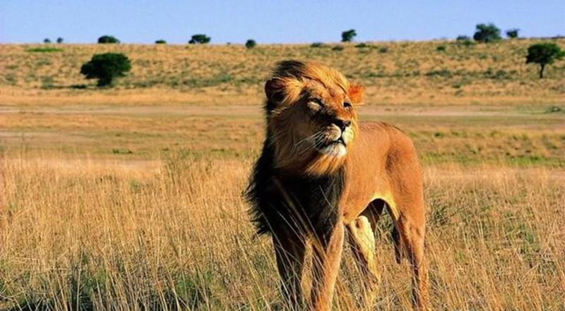 狮子 一个成年男性手持铁棍，能否打得过一只成年雄狮？