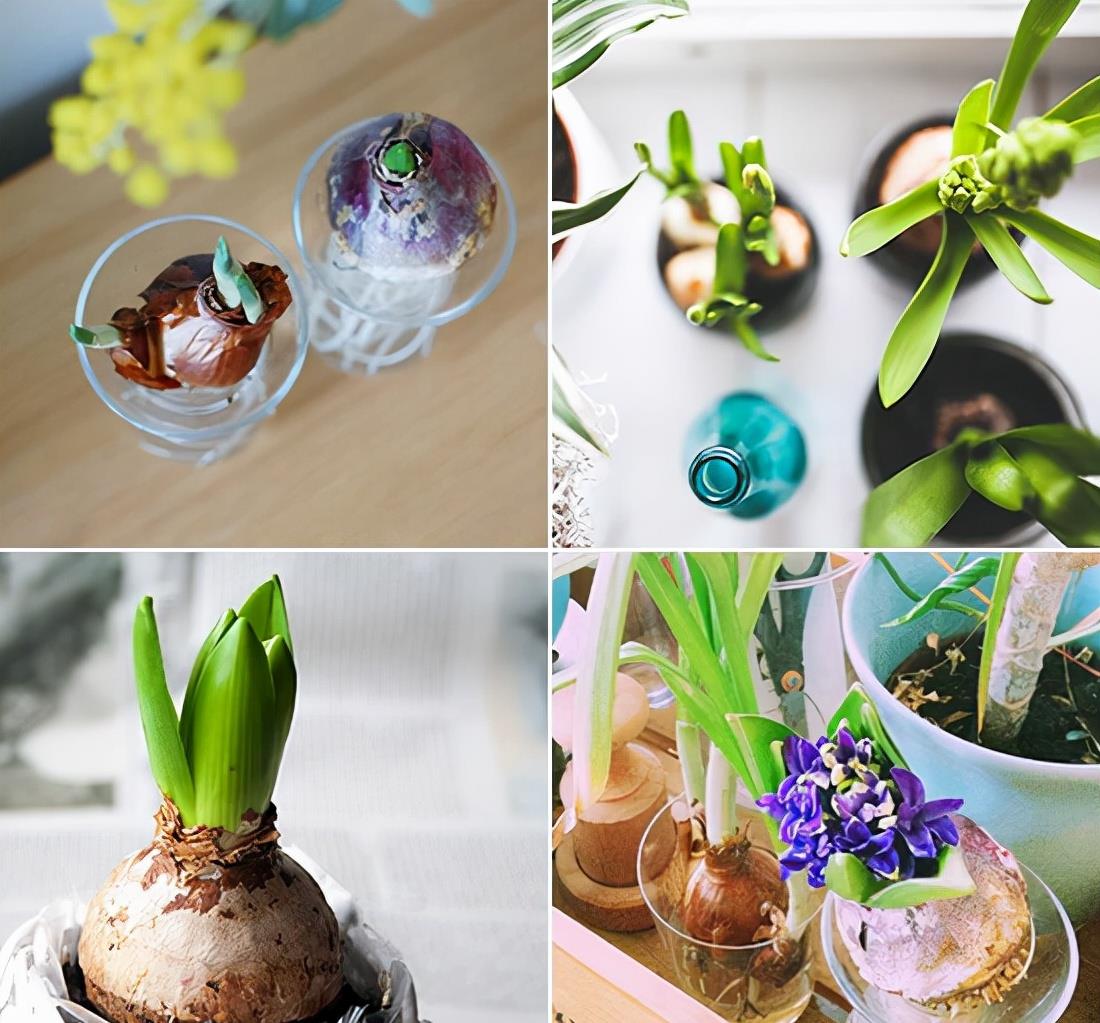 60岁日本太太的精致栖居：一个人的独居，生活过得悠闲自在，羡慕