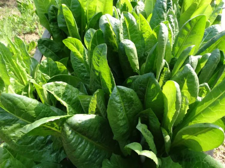 痛风|“嘌呤大户”被揪出，少吃避免痛风，同时多吃这2水3物