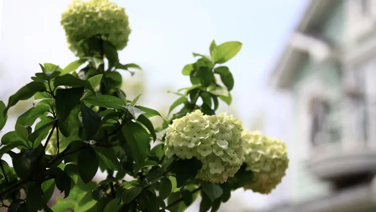 |买了别墅花园房，用5年时间，亲手设计打造400㎡别墅花园，太美了