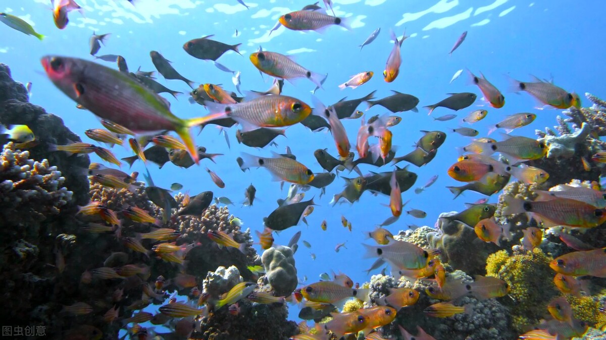 小晟大事|2021年的三文鱼捕捞量将超过500万吨，创26年来首次