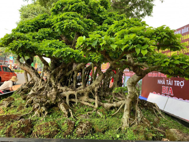 睹图 男子有棵数百年的古树盆景,有人出84万不肯卖,称它是灵魂伴侣