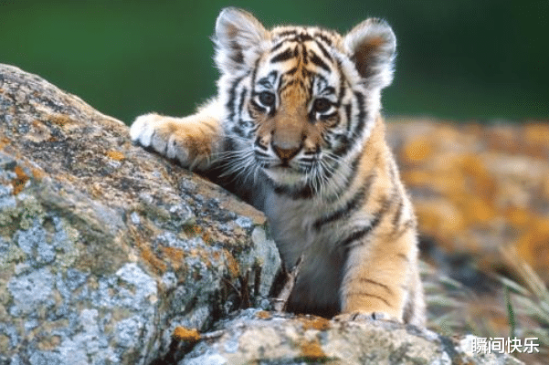 |属虎的人生在几月，2021年职场顺遂，心想事成，工作红红火火