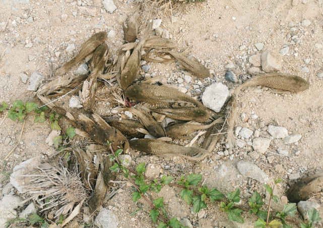 |越挫越勇！被钓鱼人“射杀、暴晒”的清道夫，真的无解吗？