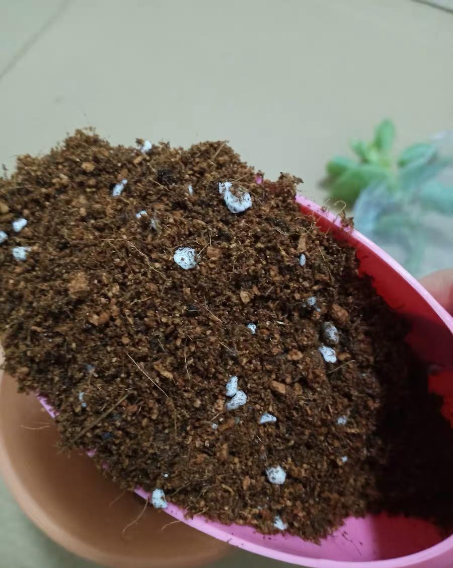 说说家装那点事儿|颗粒土，营养土，有什么区别？哪种土最好用？新手有必要了解