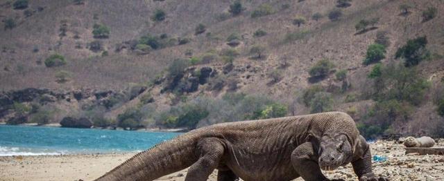  已知最大的“蜥蜴”，活化石般存在的科莫多巨蜥，真正实力如何