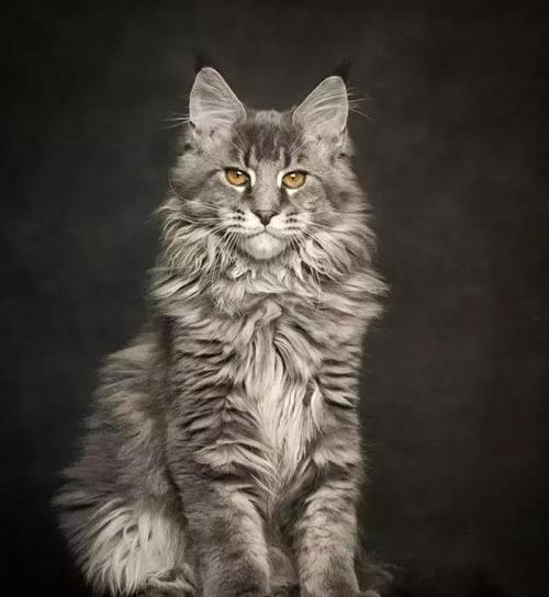  小时候的黑猫警长和现实中的猫咪