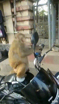 苏月瑾 “如果艾滋病毒和癌细胞对着干,人类是不是就无敌了?”哈哈