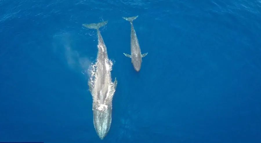 哺乳动物 每天喝400斤奶，长180斤肉，得长成啥样？