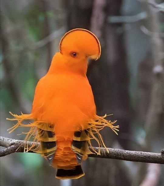  揭秘地球上12种“神秘”生物，一般见不到，堪称大自然的“奇迹”