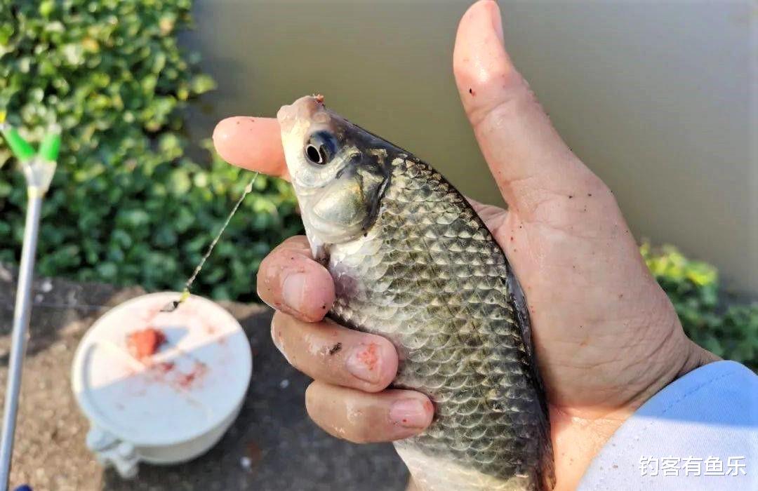 饵料|冬季野钓不想空军？避开4大误区，4种天气不出钓，试试这2种钓法