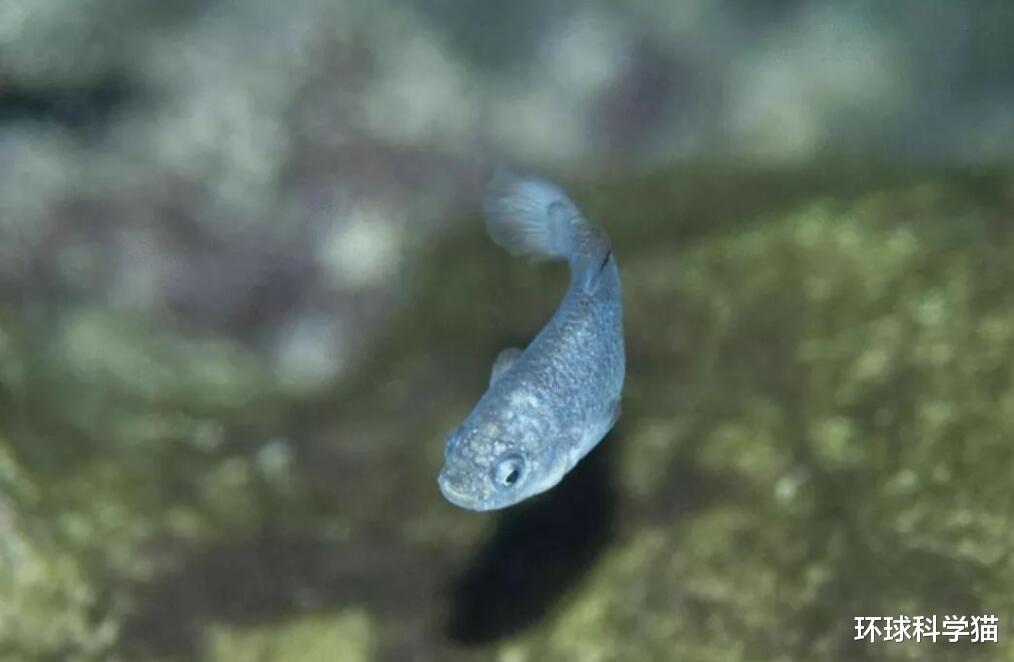 科学家 全球仅剩38条的“沙漠鱼”！与其等待灭绝，为何不抓出来培育？