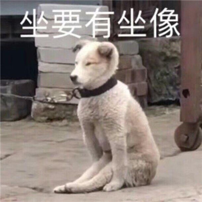 桉月|表情包：沙雕又很搞怪的表情