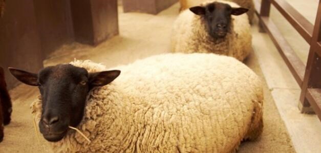 基因 “克隆”如今很少被提及，多莉的一生便能解释原因，太可怜了