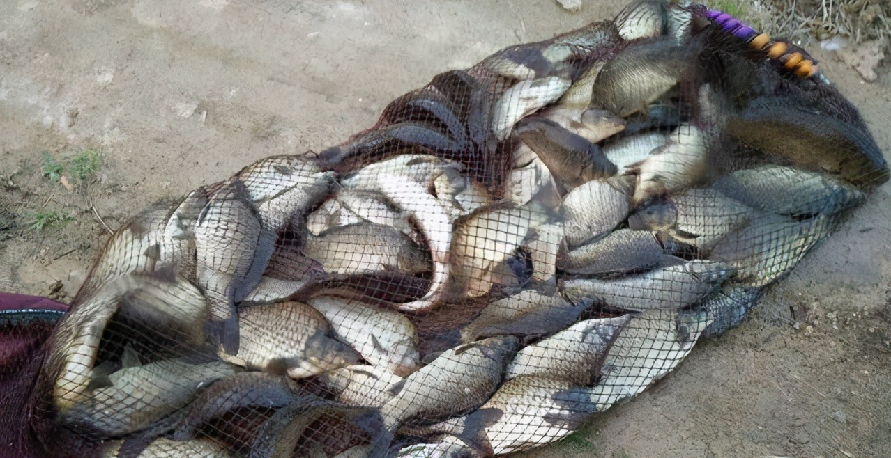 三水|黑坑老板的无奈:钓友亏钱,黑坑老板亏本,他们亏的钱去了哪里?