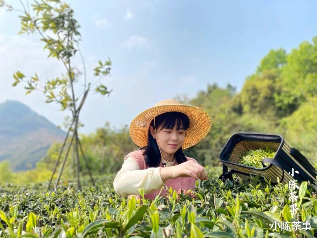 秋老虎|从制茶工艺、适制树种、适饮期出发，3个角度解开白茶和绿茶区别