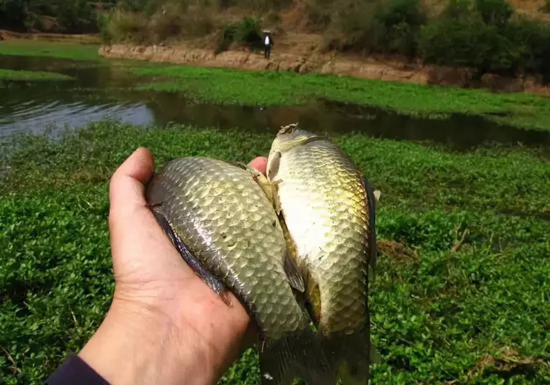 |遇到了这几种情况,想要有渔获,就得学会定点守钓
