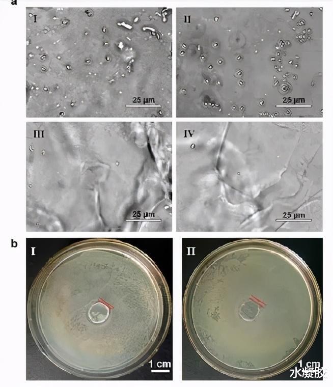 碱基 兰州大学柳明珠/吕少瑜《ACS Materials Letters》核碱基启发自黏附抗菌水凝胶