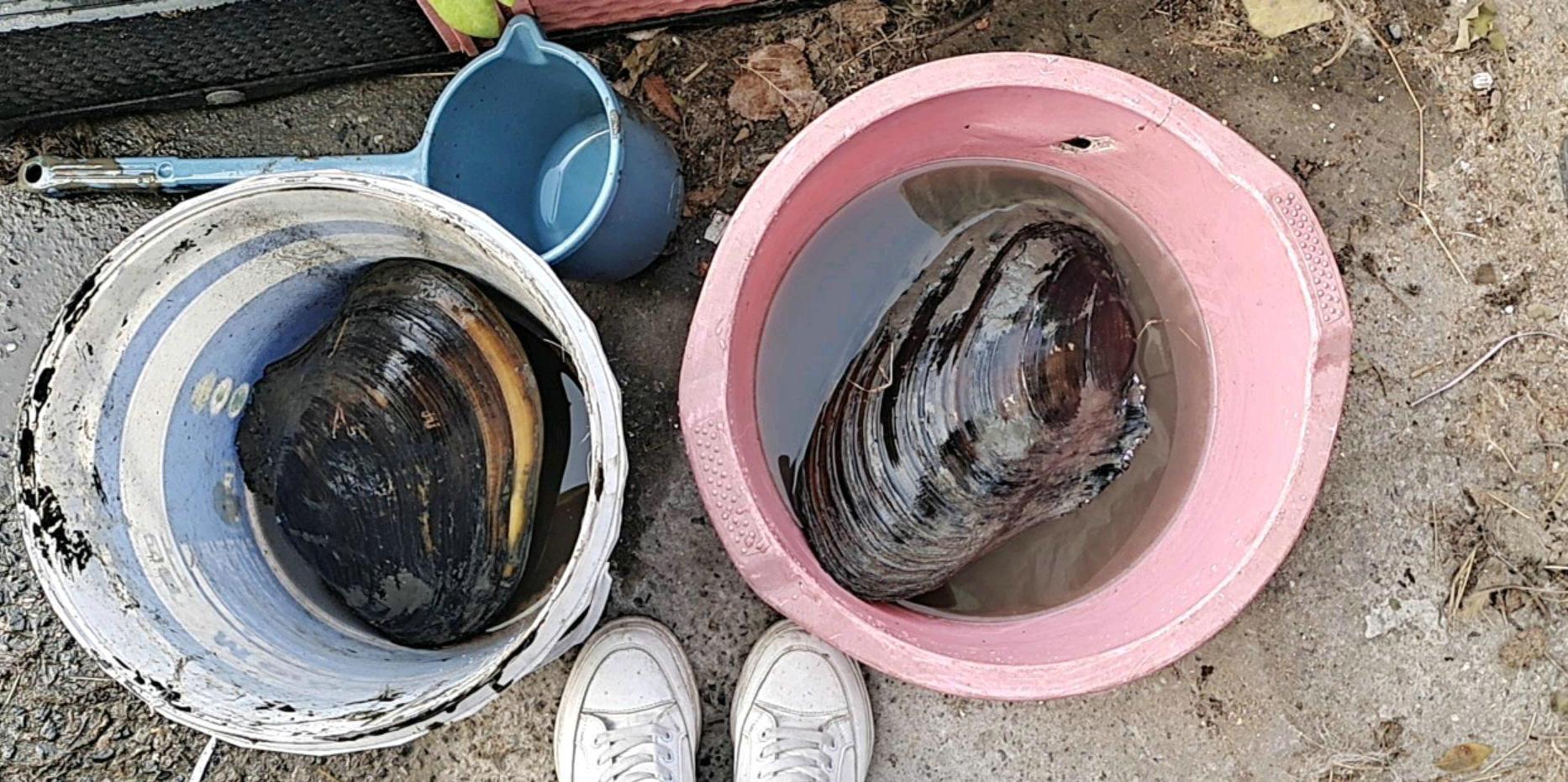 湛江|生态好了？湛江钓友小河里挖出许多河蚌，网友：煮一次臭三天