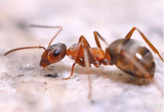 城市规划 蚂蚁正在建造“地下城市”？城市规划一应俱全，可能取代人类吗？