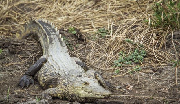 科学家|鳄鱼生活在水中，为什么还要经常晒太阳？