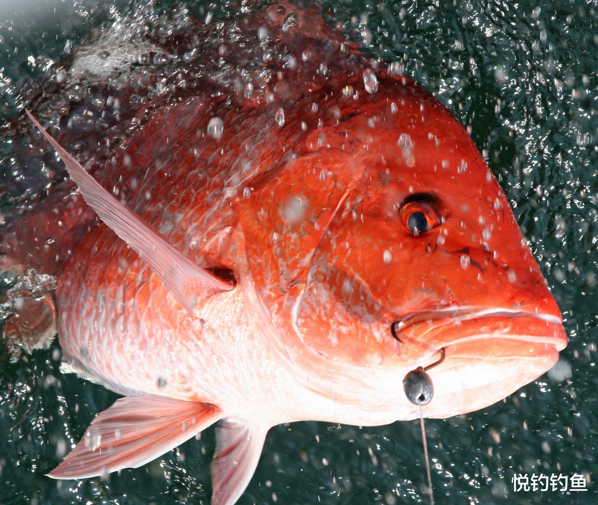 船员|船行到哪就钓到哪——脚踏赤道钓红鱼