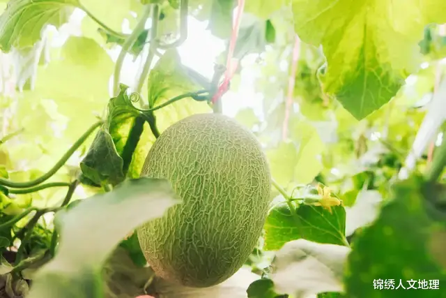 水果|中国水果地理:咬一口,能吃的夏天