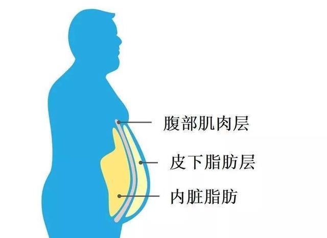 一员肌肉猛将|为什么腹部容易囤积脂肪？如何科学地减掉腹部顽固脂肪？