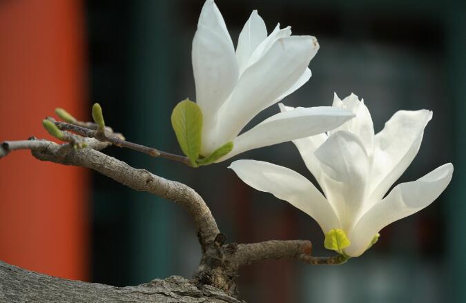 星座彩虹坊|婆婆：“有妈在的一天，谁也别想欺负你”