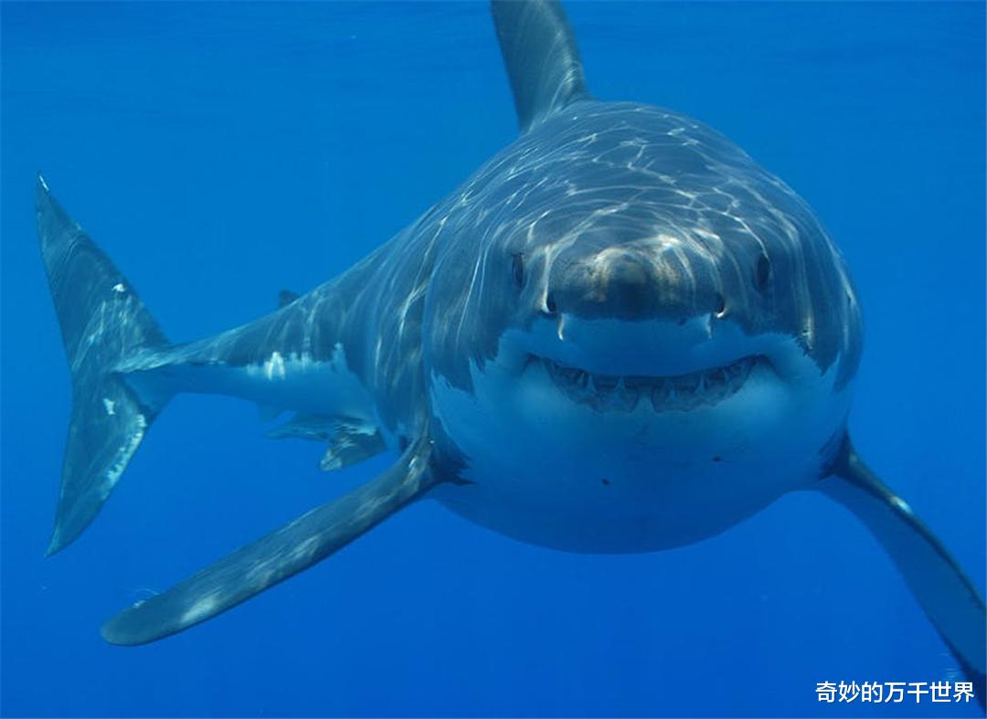 大白鲨 水族馆为啥没有大白鲨?最长圈养记录198天,咬死俩鲨鱼后被释放