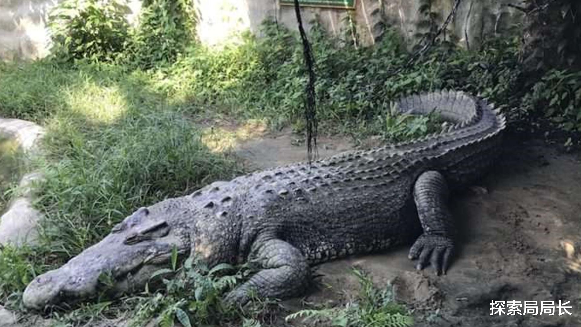 led灯 盘点史上最大的10头鳄鱼，洛龙重达1吨，东北虎在它面前不堪一击