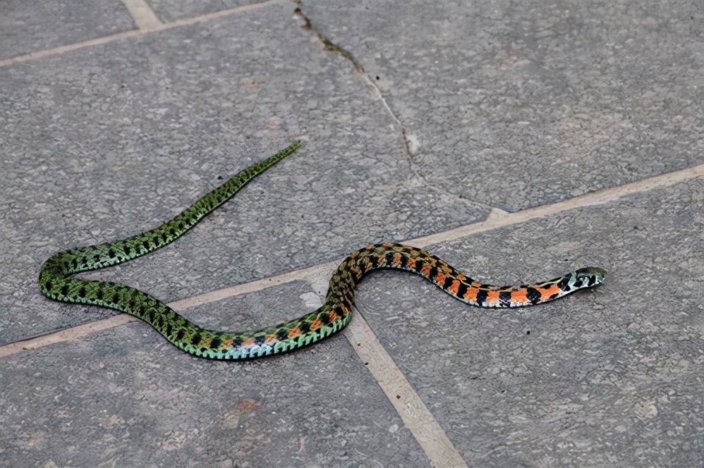 毒蛇 为什么有的毒蛇泡酒好几年,依旧会咬人?蛇究竟有多厉害?