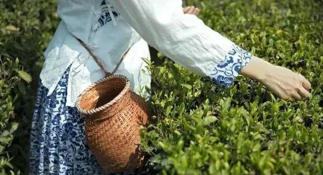 绝情的雁 抓住手边的春色，快来咱商洛人身边的茶园采茶、品茗吧！