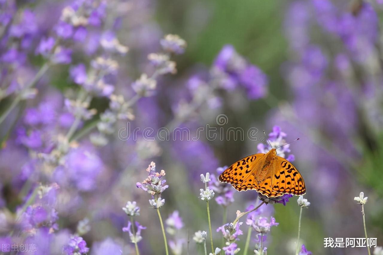 我是阿亚啊 人生,最好的活法,莫过于这一个字