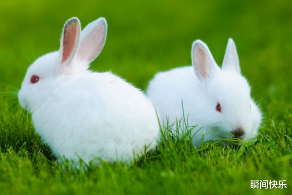 生肖|农历几月出生的属兔人，下半年贵人多多，喜事连连，春光幻彩，诸事亨通