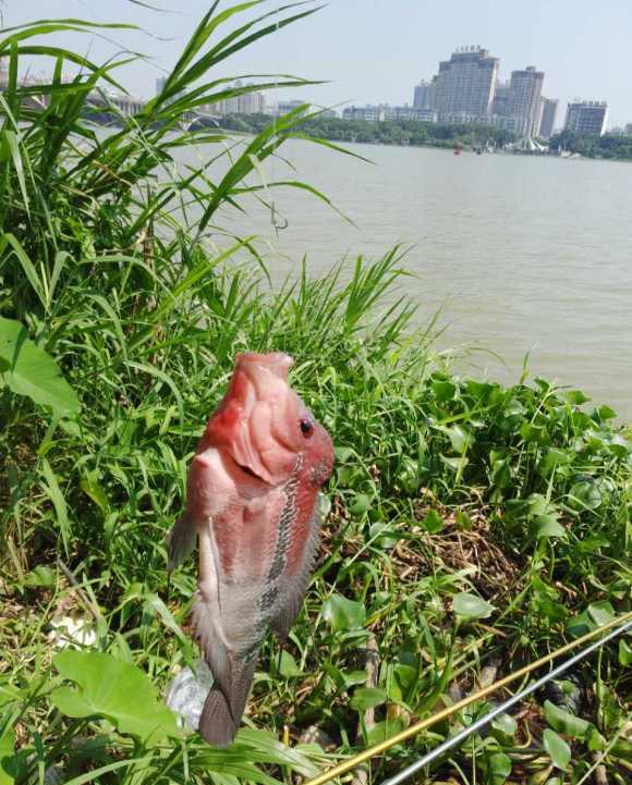 罗汉鱼|海口乡间水沟出现许多凶猛怪鱼，钓鱼人：长得丑，倒还好吃