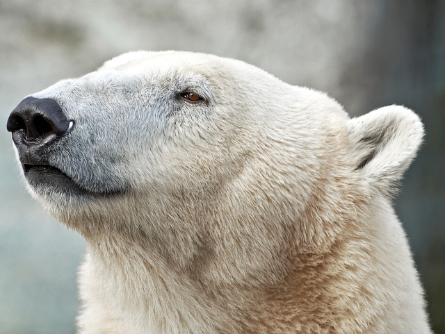 陆地最大食肉动物北极熊，如果去了南极，能极限生存挑战企鹅吗？