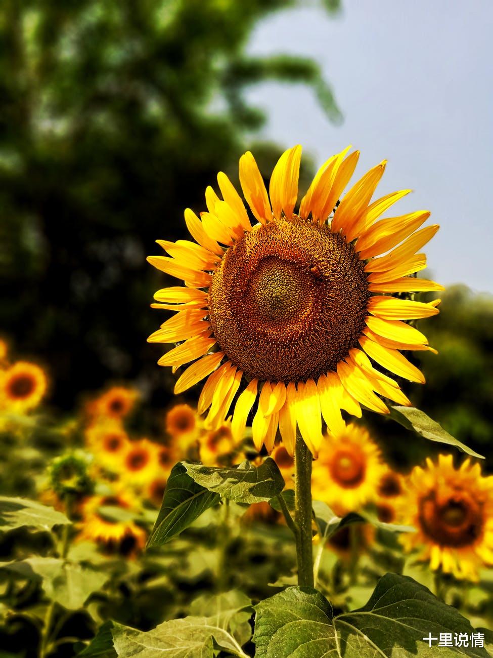 十里说情|快乐的秘诀：不被别人左右情绪