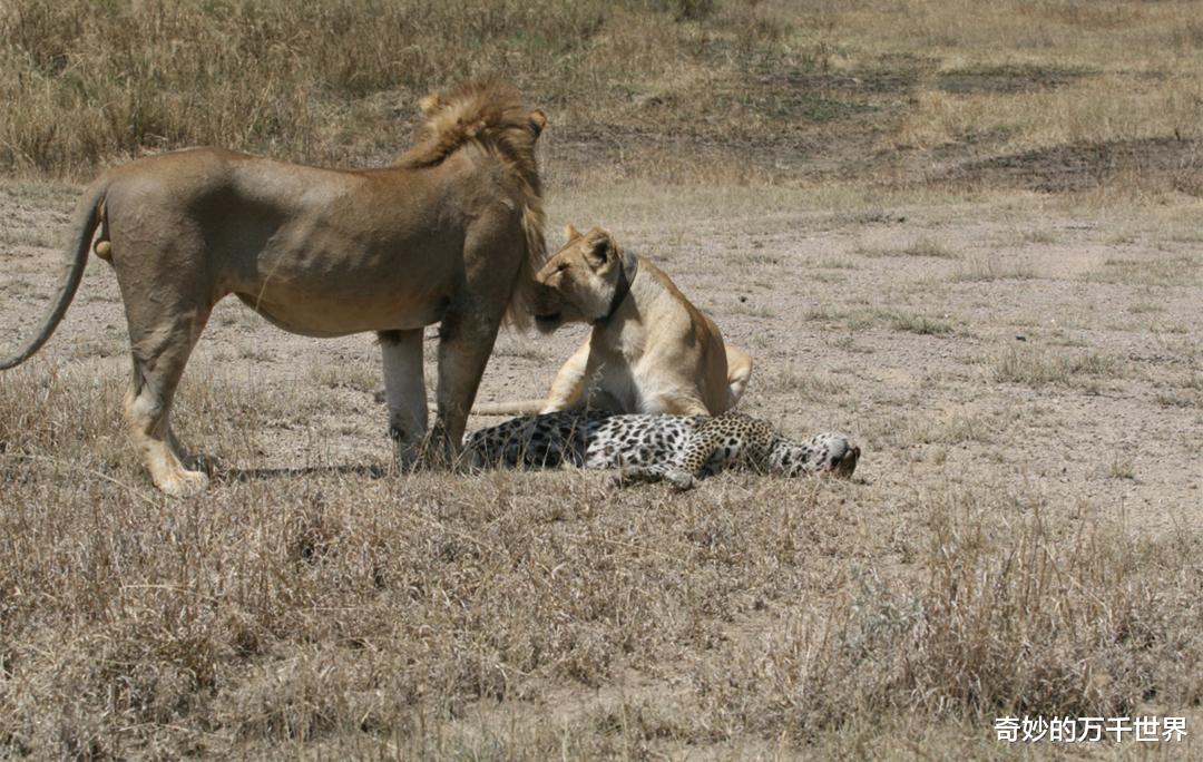 在南非克鲁格，造成花豹死亡的20%以上原因是狮子，上树都白搭