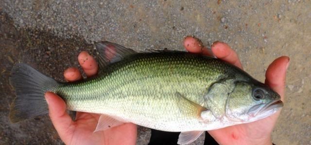 |珠江一河道鲈鱼“大爆发”,钓鱼人:鱼太多,手都受了伤