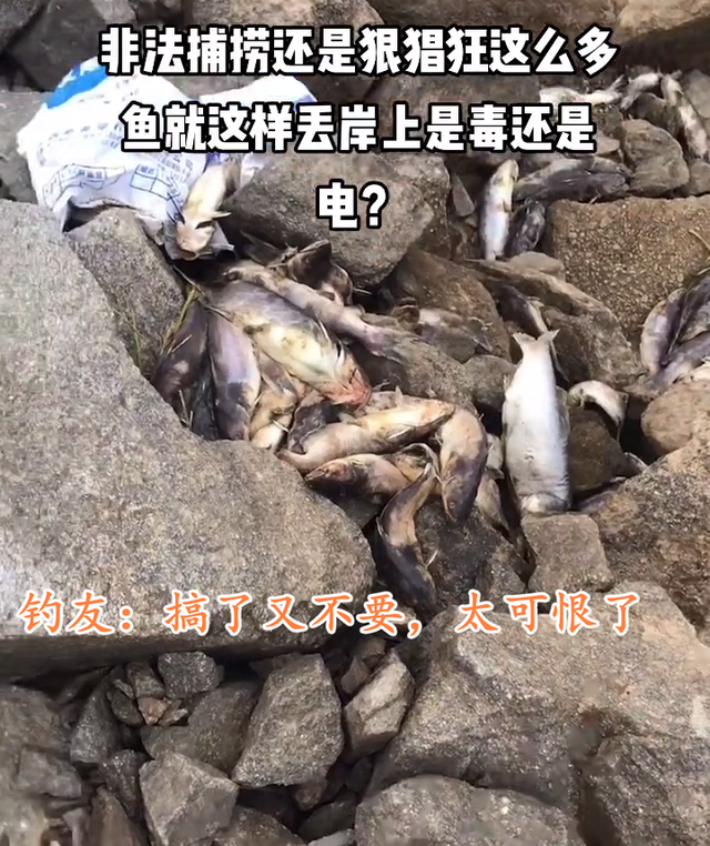 西江边出现许多死鱼,疑似被人捞起后丢弃,钓鱼人:太可恨